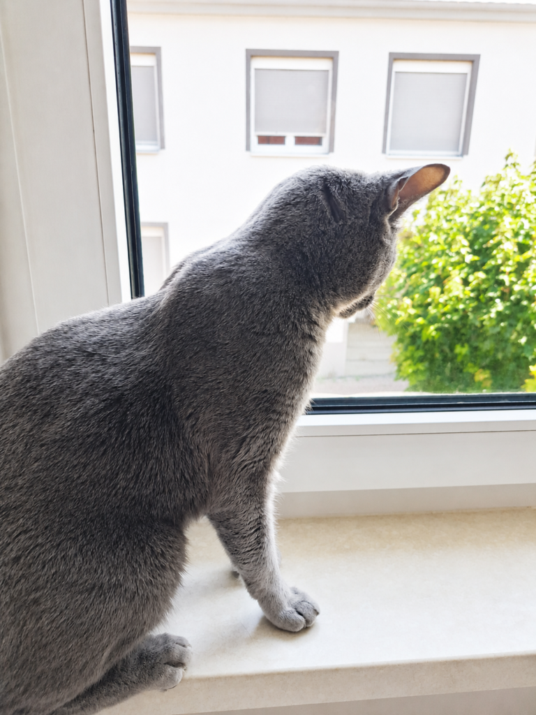 Katze schaut aus Fenster